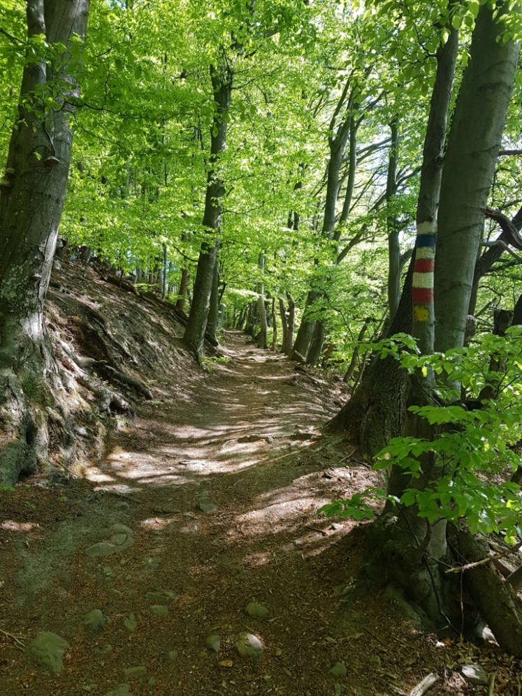 07 Aufstieg zur Troppberg-Kreuzung