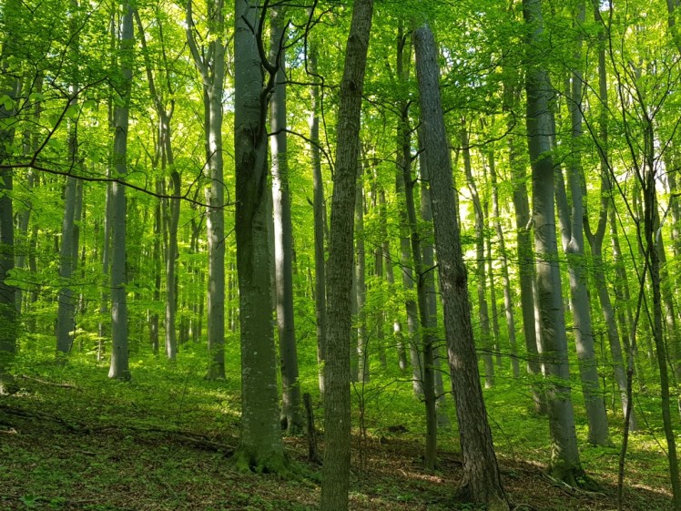 08 Wald Aufstieg zur Seewiese