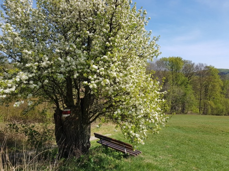 13 blühender Baum am Pfalzberg 5