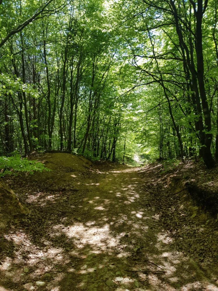 19 ehemalige steinige Schneise bergab