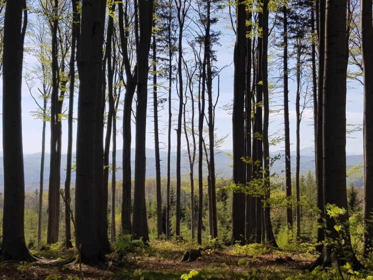 28 Buchenwald Jochgrabenberg_Schneebergblick