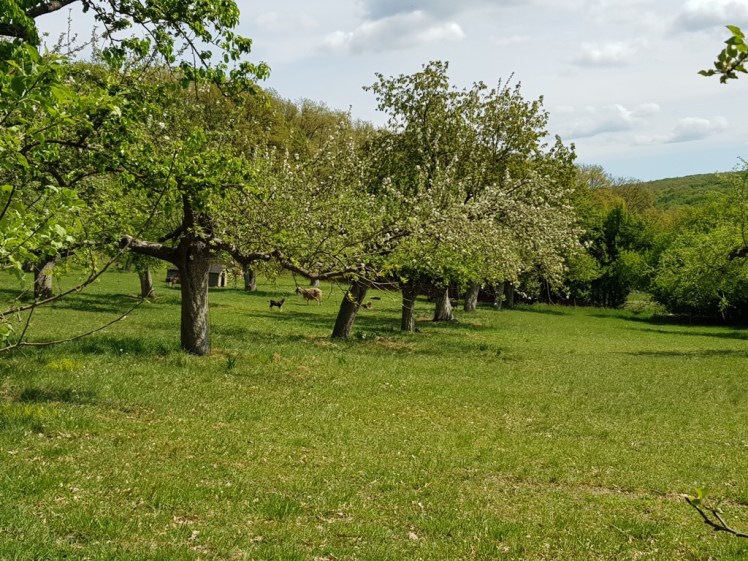09 Wiese nach Breitenfurt