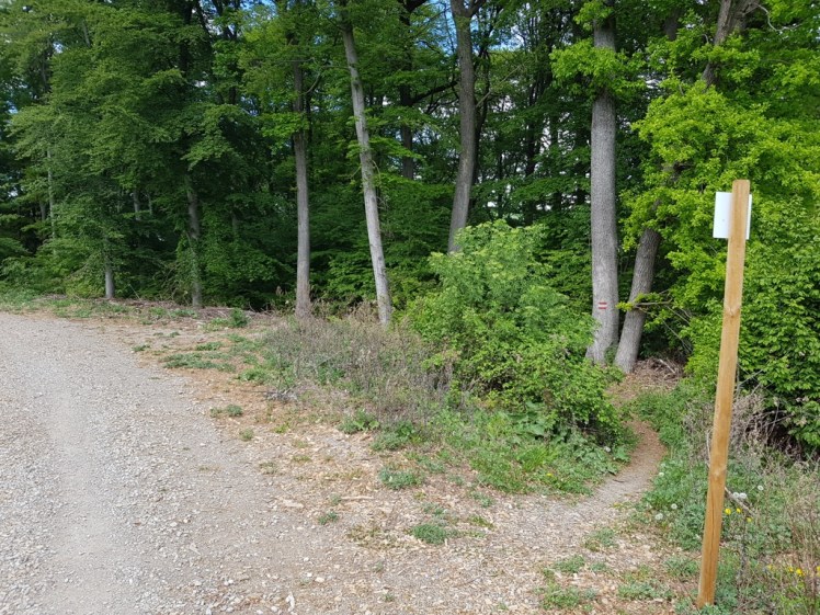 10 Abgang Richtung Laab - wieder frei