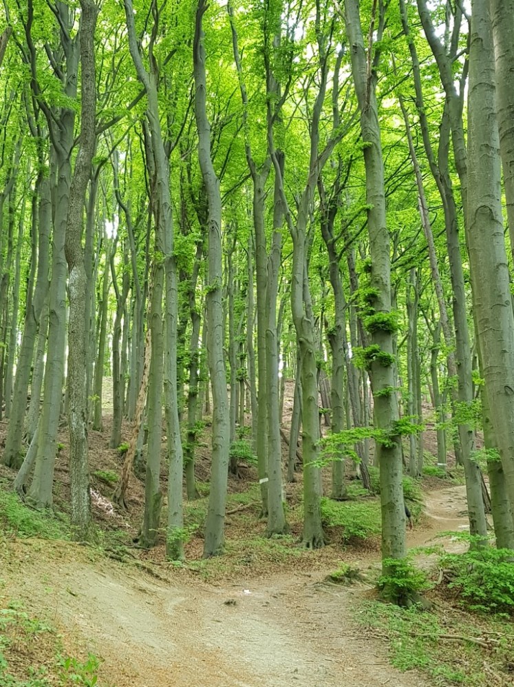 12 Aufstieg Martinsberg 4