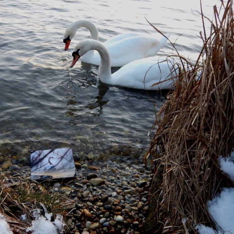 Schwan04Photo 2019 02 25 GHaQU1000