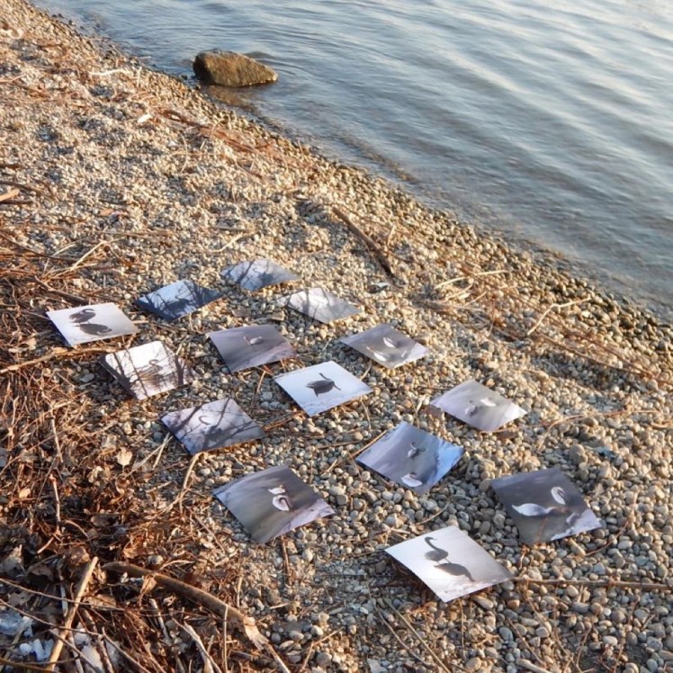 Schwan05Ausstellung6193QU800