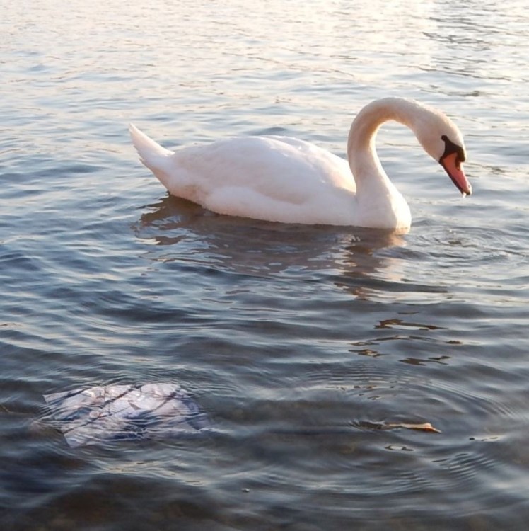 Schwan05Ausstellung6232QU800