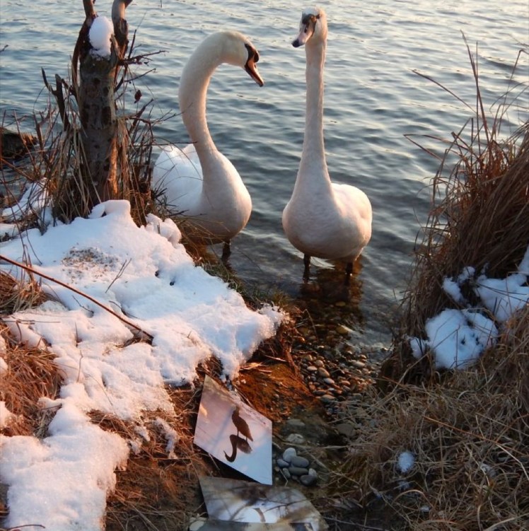 Schwan05Ausstellung6258QU800