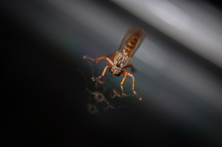mosquito-3409838_1920