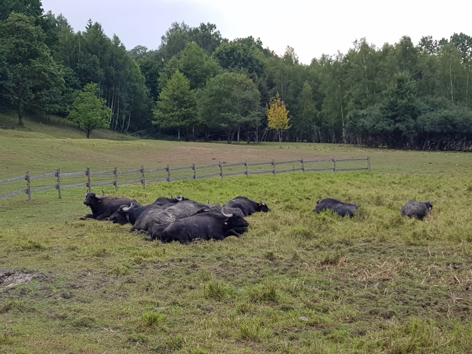 53 Wasserbüffel in Lainsitz-Niederung